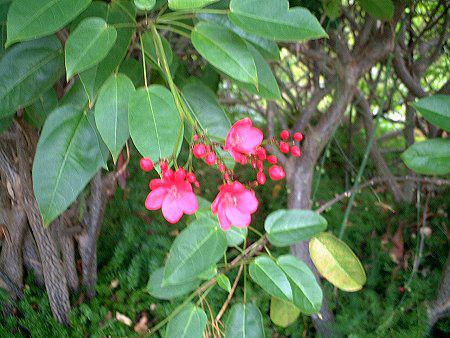 テイキンザクラ←ナンヨウサクラ（南洋桜）【かぎけんWEB】