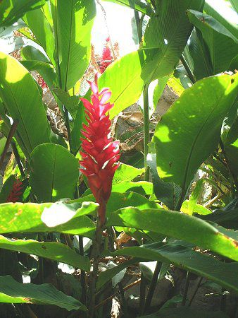 Alpinia purpurata