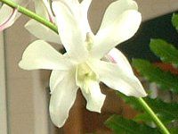 fhrE(Dendrobium)