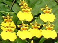 IVWE(Oncidium)