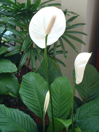 XpeBtB(Spathiphyllum)
