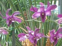 fhrE(Dendrobium)