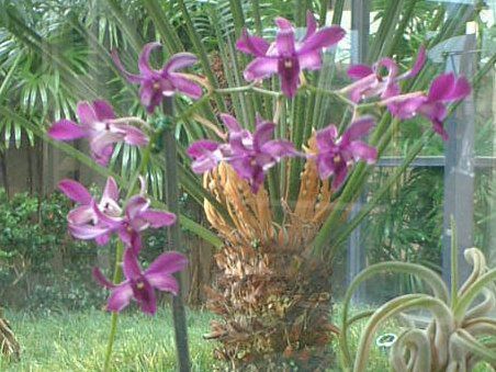 fhrE(Dendrobium) 