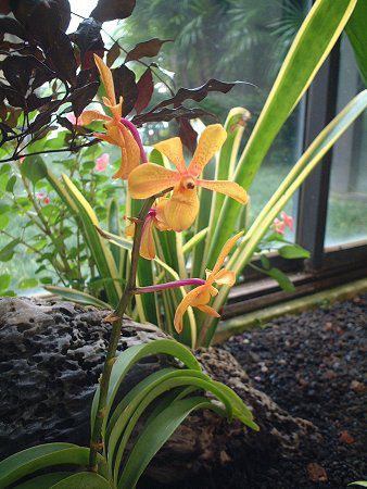 ptBIyfB(Paphiopedilum)