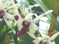 fhrE(Dendrobium)