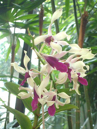 fhrE(Dendrobium) 