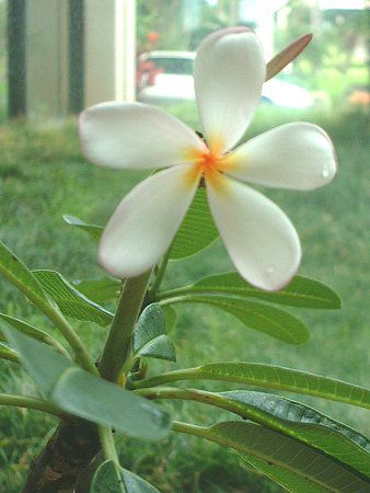 プルメリア Plumeria かぎけんweb プルメリア Plumeria かぎけんweb