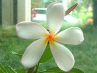 vA(Plumeria)