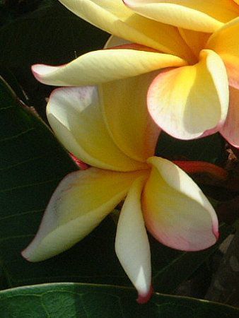 �v�������A(Plumeria)