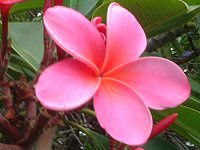 vA(Plumeria)
