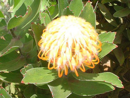 sNbV(Pin cushion)