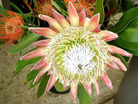 LOveA(King Protea)