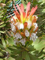 Scarlet Bottlebrush(Mimetes cucullatus)