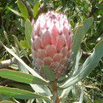 NC[veA(Queen Protea)