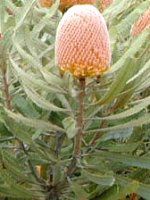 veA(Protea)