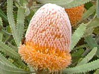 protea