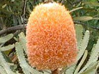 veA(Protea)