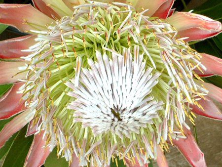LOveA(King Protea)