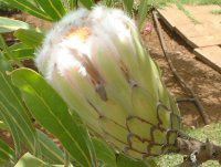 Abv|O[veA(Apple-green protea)