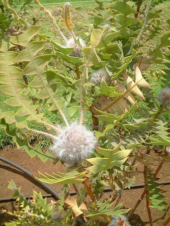 o[hlXgEoNV[(Birdnest_Banksia)