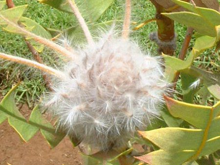 o[hlXg@oNV[(Birdnest_Banksia)