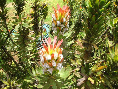 Scarlet Bottlebrush(Mimetes cucullatus)