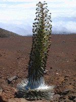 Vo[EXEH[h(Silver swords)