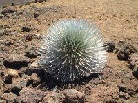 Vo[EXEH[h(Silver swords) 