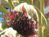 マウイ　８種植物おまとめ Hawaiian plants are huge - YouTube