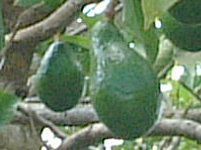 A{Jh(Avocado)