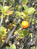 マウイ　８種植物おまとめ Hawaiian plants are huge - YouTube