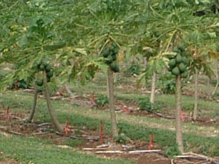 パパイア Papaya かぎけんweb