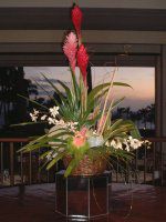 マウイ　８種植物おまとめ Pickup 全ての商品 – 植物家族