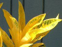 NgEoGKc(Croton variegatumj