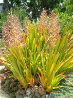 GNAEuA(Aechmea bromeliad)