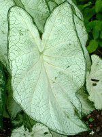 JWE(Caladium)