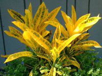 クロトン・バリエガツム(Croton variegatum)