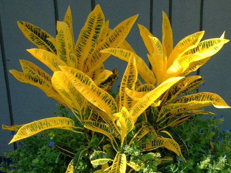クロトン Croton かぎけんweb クロトン Croton かぎけんweb