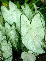 JWE(Caladium)