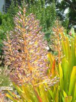 GNAEuA(Aechmea bromeliad)
