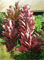 RfBl 'p[vRpN^'(Cordyline 'Purple compacta')