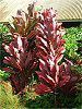 RfBl 'p[v RpN^'(Cordyline 'Purple compacta')
