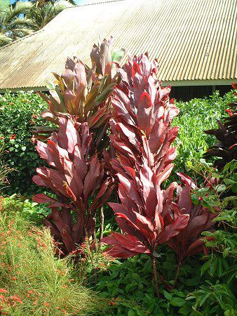 Cordyline fruticosa 'Purple Compacta