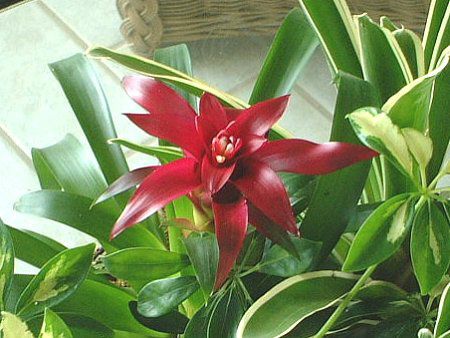 OY}jAiGuzmania)