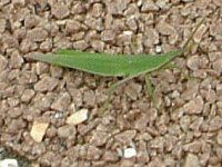 オンブバッタ【かぎけんWEB】