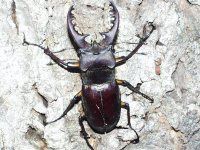 節足動物図鑑 昆虫類 クモ類 甲殻類 カブトガニ類 ムカデ類 かぎけんweb