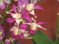 fhrE(Dendrobium)