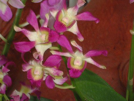 fhrE(Dendrobium) 