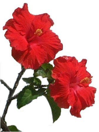 nCrXJX(Hibiscus)
