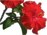 nCrXJX(Hibiscus)